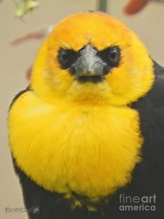 Male Yellow-Headed Blackbird Photograph by J McCombie