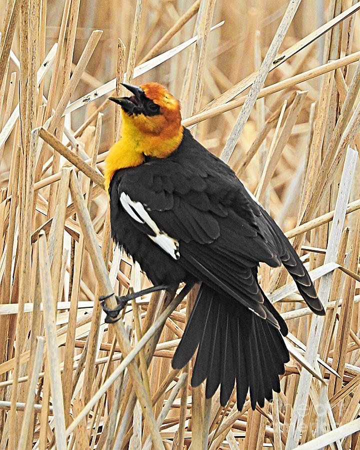 Male Yellow-headed Blackbird Photograph by Kathy M Krause