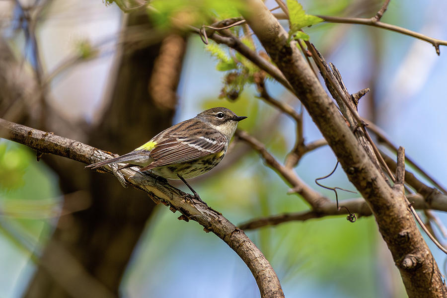 Male Yellow-Rumped Warbler Photograph by Dale Kincaid