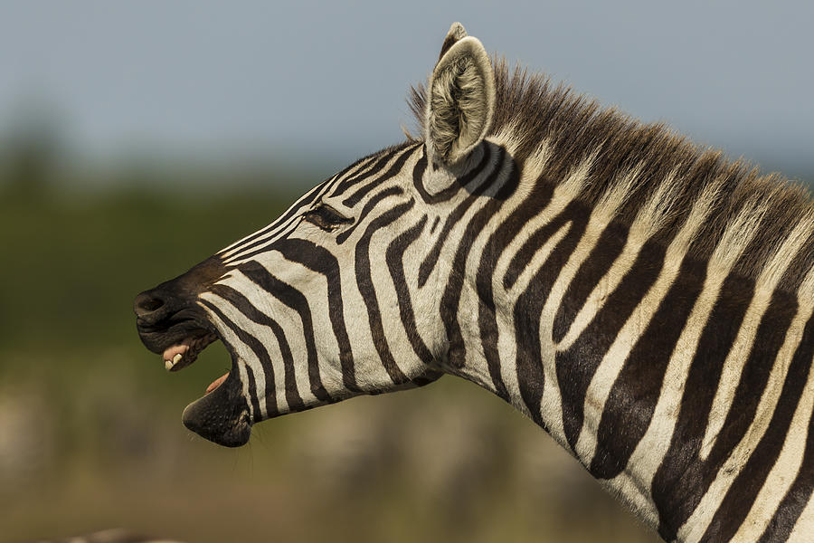 Male zebra calling Photograph by Manoj Shah