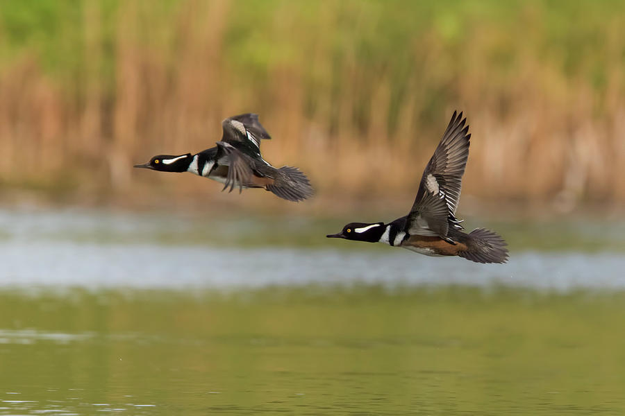 Males Hooded Merganser Photograph by Mircea Costina Photography