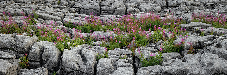 Malham Cove Rocks and Flowers Photograph by Sonny Ryse