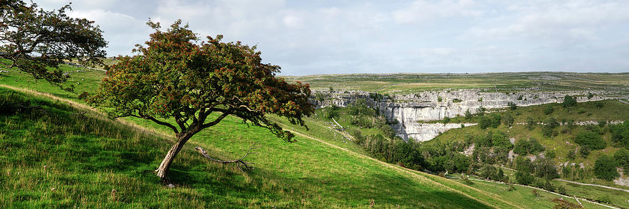 Malham Cove Tree Yorkshire Dales Photograph by Sonny Ryse