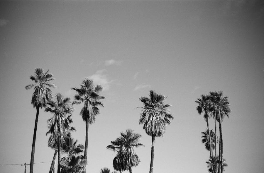 Malibu Palm Trees Photograph by Tom Dowler