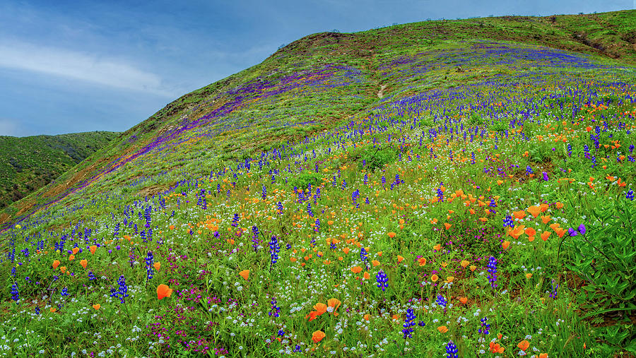 Malibu Wildflower Superbloom Dreamscape Photograph by Lynn Bauer