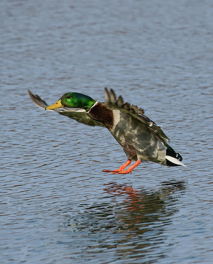 Mallard 10 Photograph by Dwight Eddington - Fine Art America