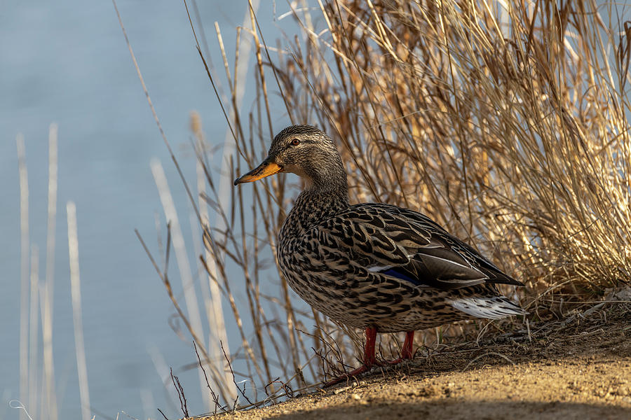 Duck Photograph - Mallard 2 by Michael Putthoff