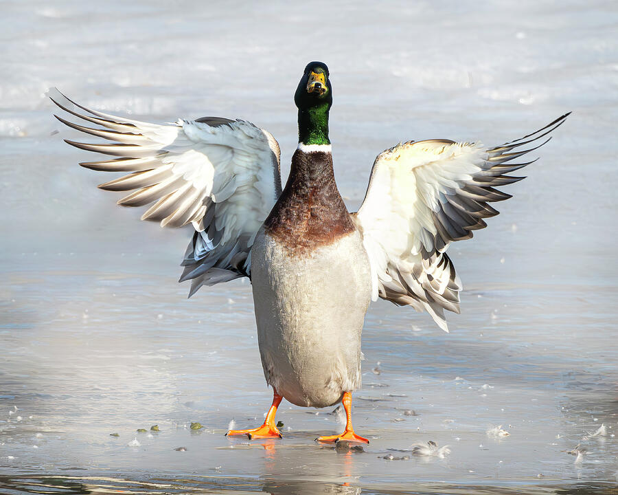 Mallard Photograph by Alan Moore Mallard Photograph by Alan Moore