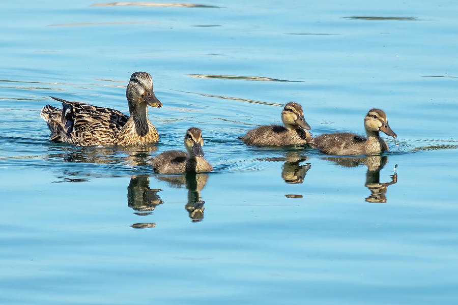 Mallard and Ducklings Photograph by Bradford Martin