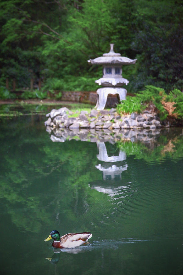 Mallard and Pagoda Pond Reflections Photograph by Sally Bauer