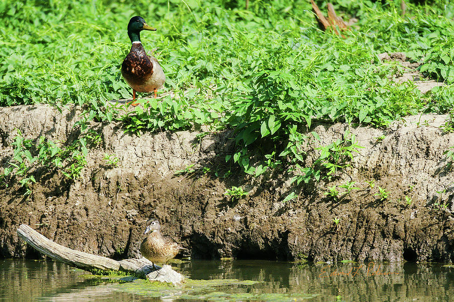 Mallard And Wood Duck Photograph by Ed Peterson