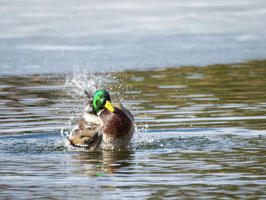 Mallard Bath by Michael Chatt Mallard Bath by Michael Chatt
