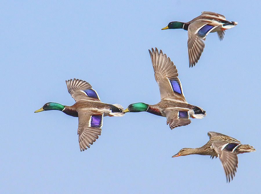 Mallard Colors Photograph by Arnie Gidlow - Fine Art America