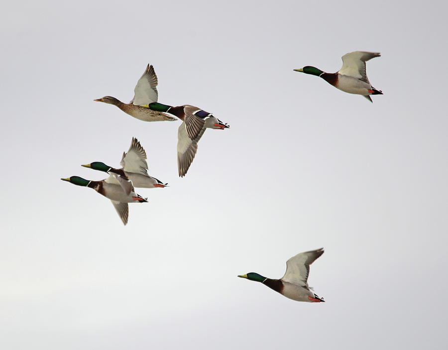 Mallard Courtship Flight Photograph by Whispering Peaks Photography ...