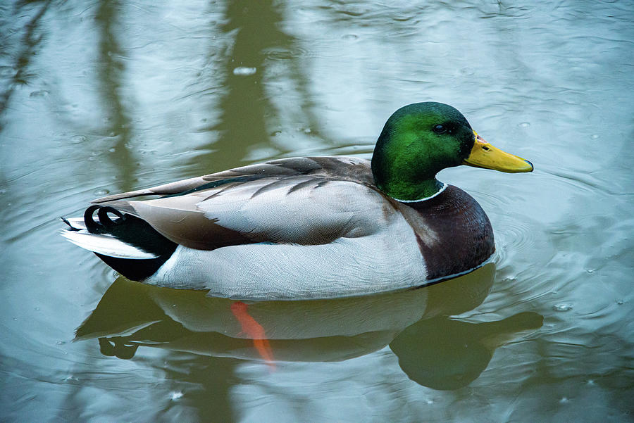 Mallard Photograph by Denise Jenison - Pixels