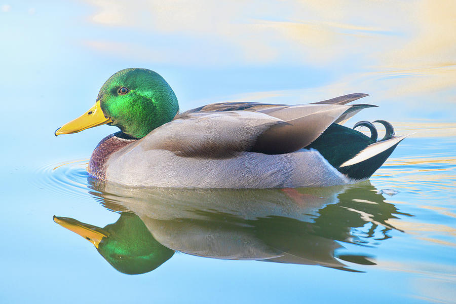 Mallard Drake Duck Reflections Photograph