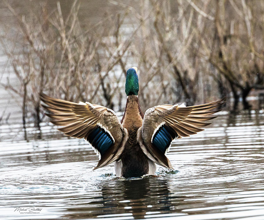 Mallard Drake Photograph by Michael Bechtold - Fine Art America