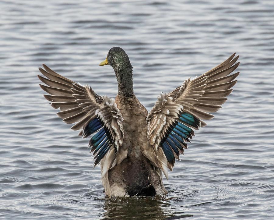 Mallard drake wings out Photograph by Joel Cook - Fine Art America