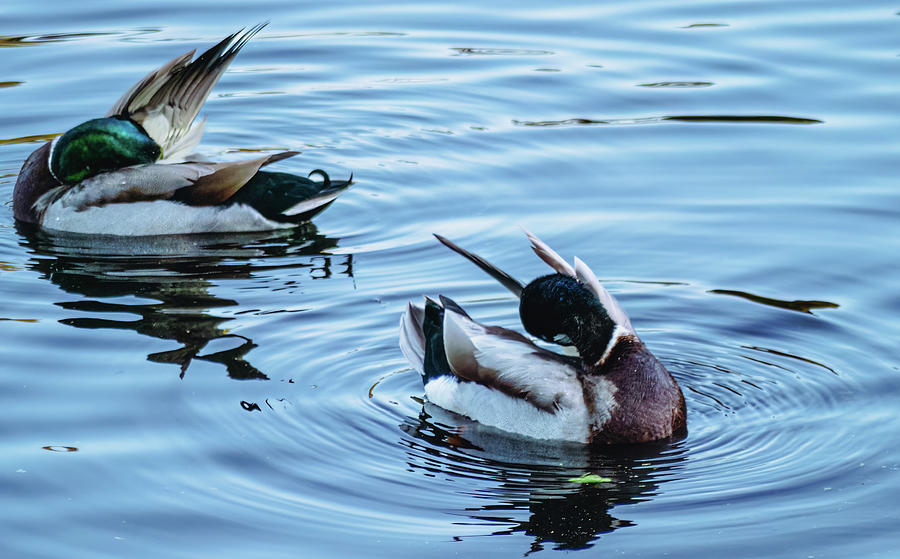 Mallard Drakes Grooming on the Water Photograph by Rachel Morrison