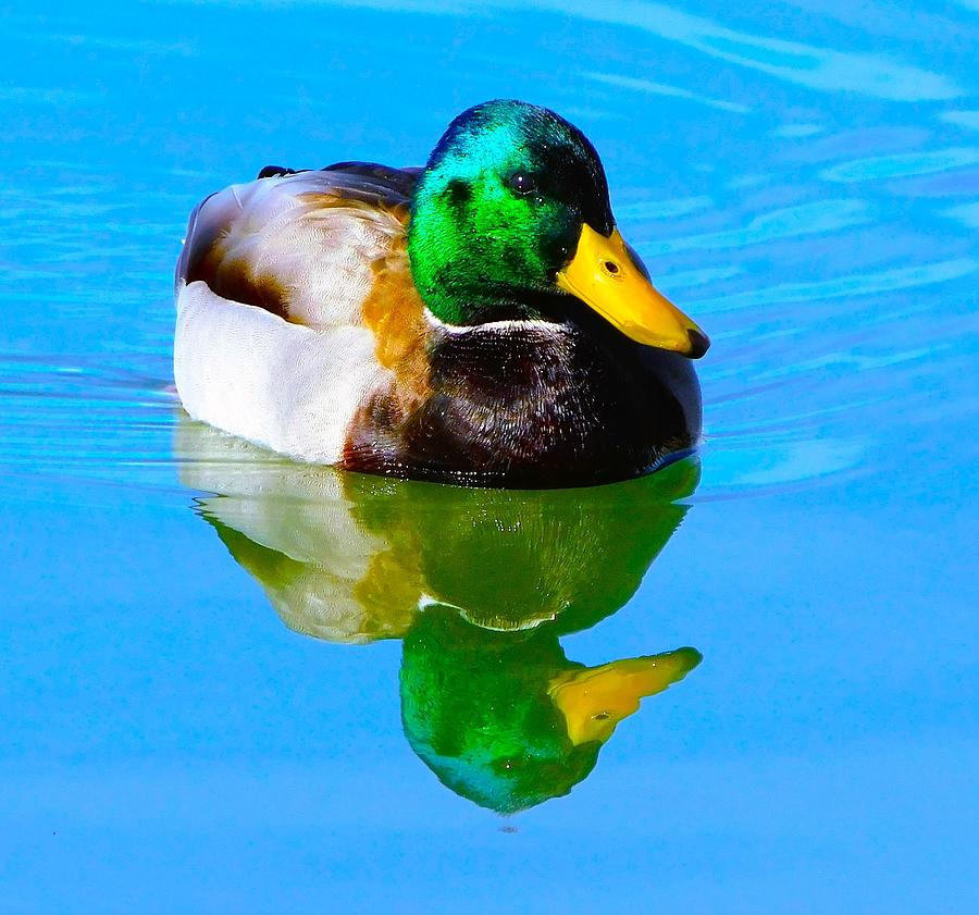 Mallard Duck 12 25 2022 2 Photograph By Lois Rivera Fine Art America   Mallard Duck 12 25 2022 2 Lois Rivera 