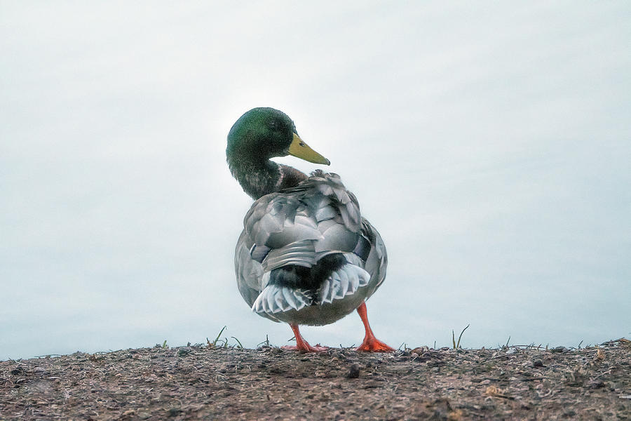Mallard Duck 1253-021520-2 Photograph by Tam Ryan