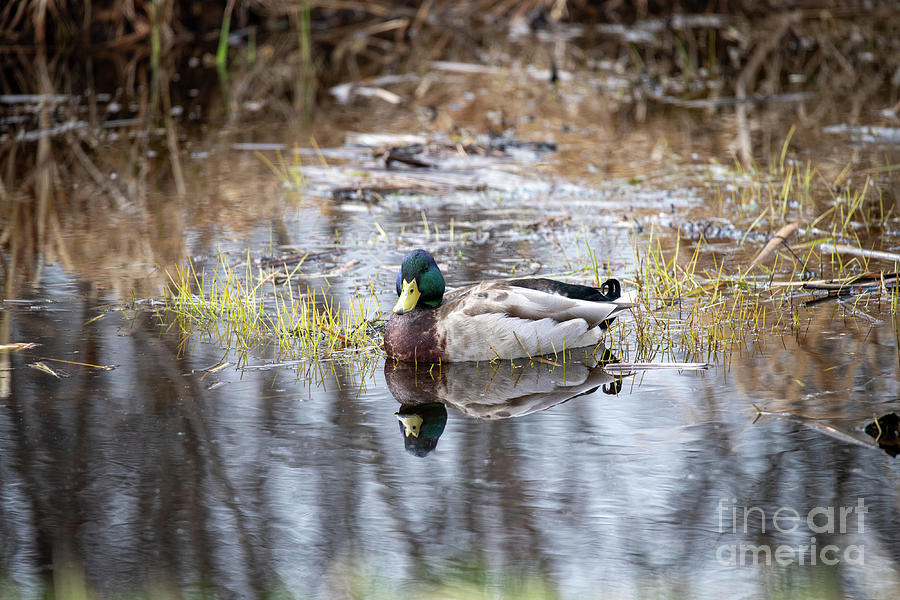 Duck Photograph - Mallard Duck 3 by Marianne Kuzimski