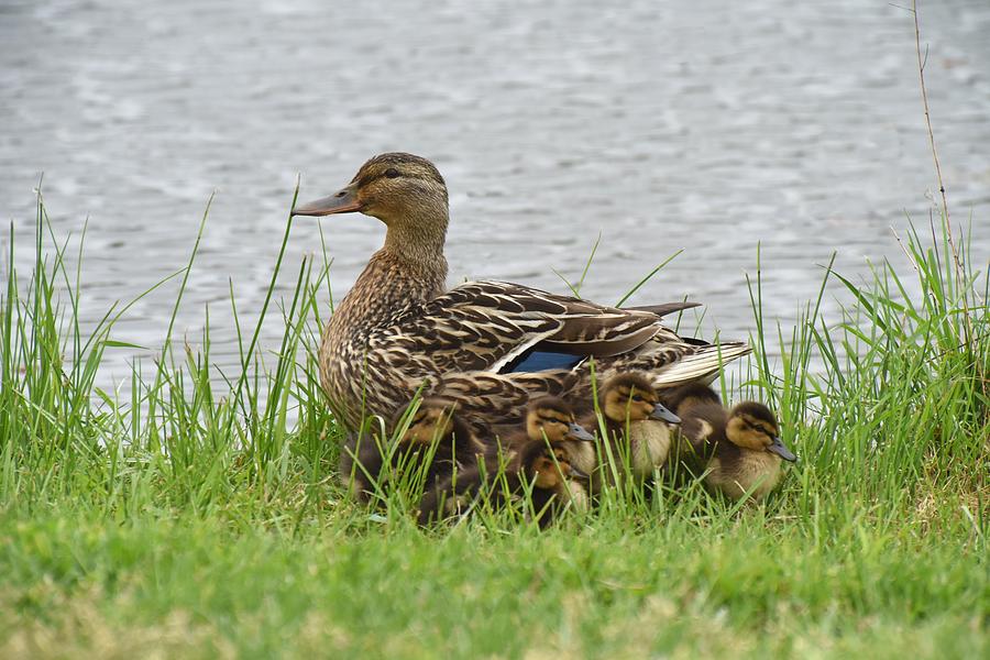 Mallard Duck 571 Photograph by Joyce StJames