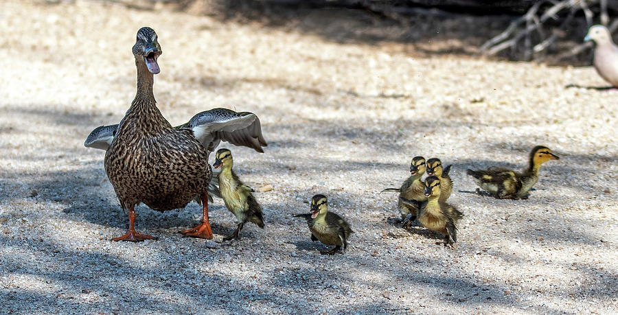 Mallard Duck Adult and Chicks 2528-033022 Photograph by Tam Ryan
