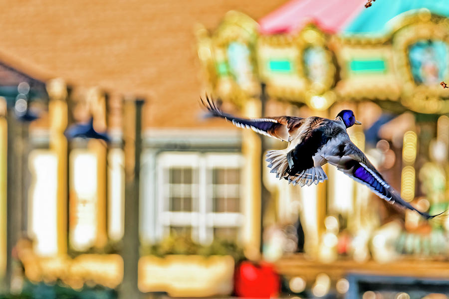 Mallard Duck And Carousel Photograph