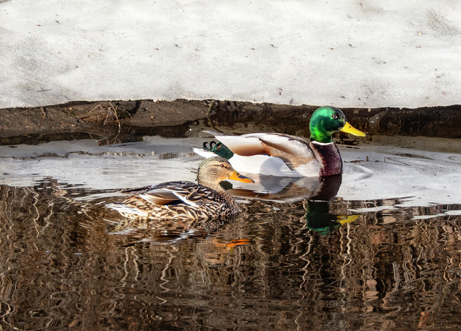 Duck Photograph - Mallard duck and drake by Phil And Karen Rispin