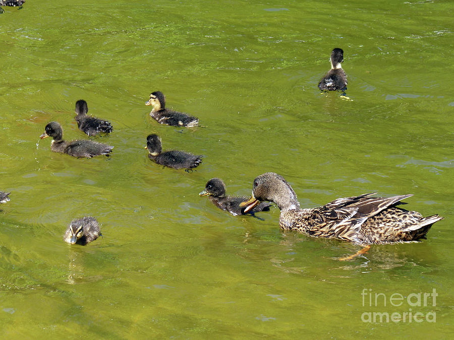 Mallard Duck and Ducklings Photograph by Phil Banks