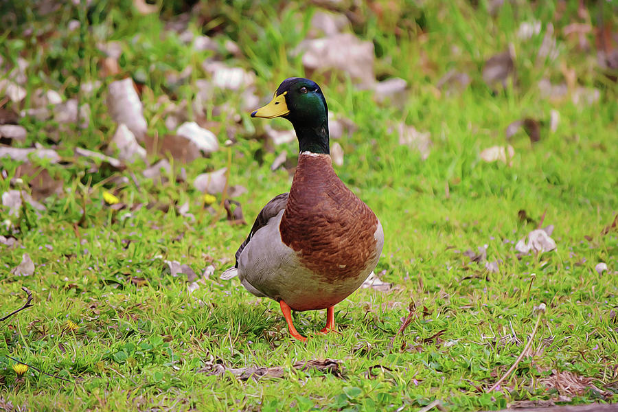 Mallard Duck and Fall Leaves Photograph by Gaby Ethington - Fine Art ...