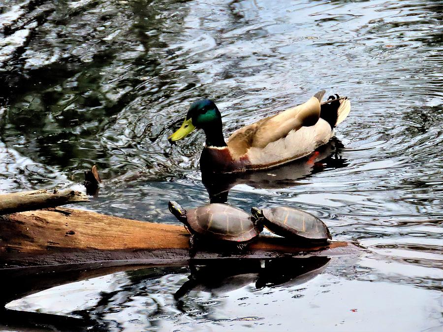 Mallard Duck and Turtles Photograph by Linda Stern