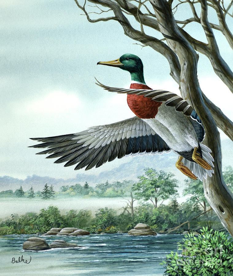 Mallard Duck - Belgium Painting by Don Balke