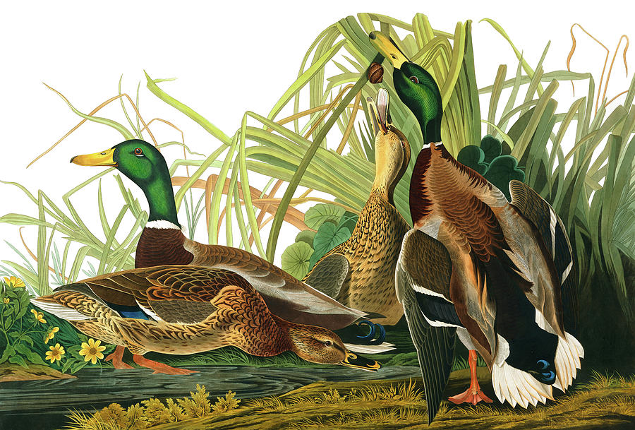John James Audubon Painting - Mallard Duck, Birds of America by John James Audubon