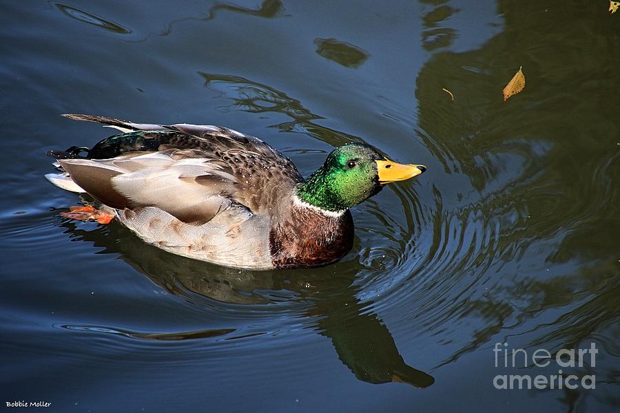 Mallard Duck Photograph by Bobbie Moller - Fine Art America