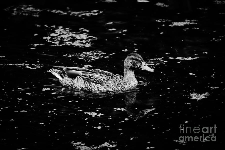 Mallard Duck bw Antrim Photograph by Eddie Barron
