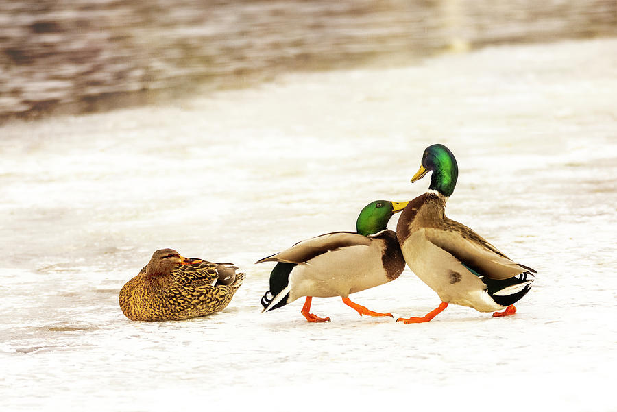 Mallard Duck Dance Tango Photograph by Patti Deters