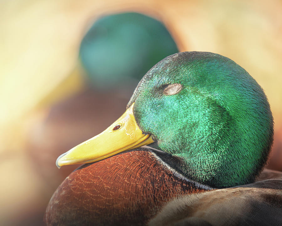 Mallard Duck Drake Dreams Photograph by Jordan Hill