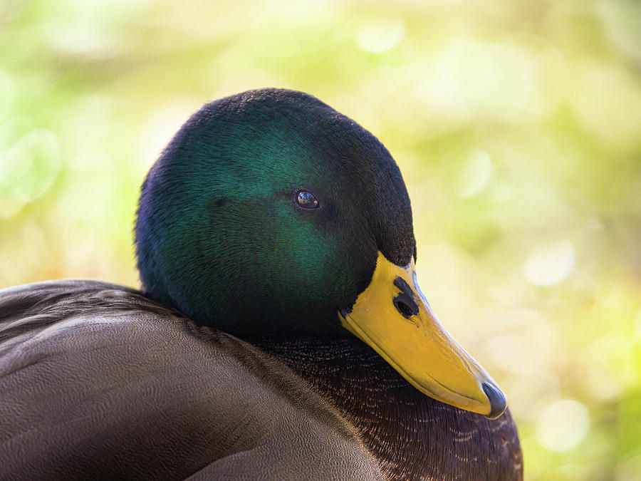 Mallard Duck Drake Portrait Photograph by Jordan Hill