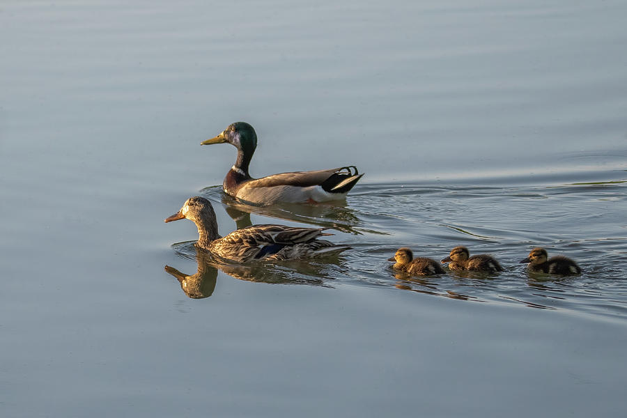 Mallard Duck Family 7912-041923-2 Photograph by Tam Ryan