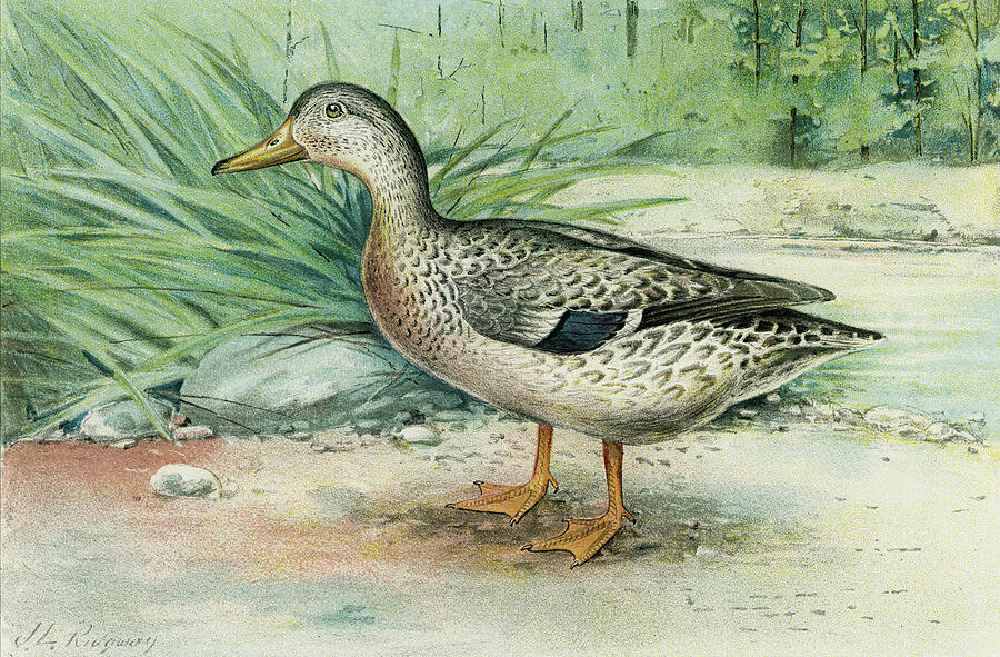 Mallard Duck Female Drawing by Mango Art - Fine Art America