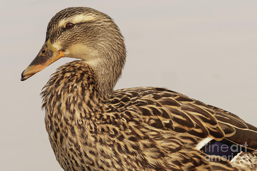 Seattle Photograph - Mallard Duck Female out of a Pond by Nancy Gleason