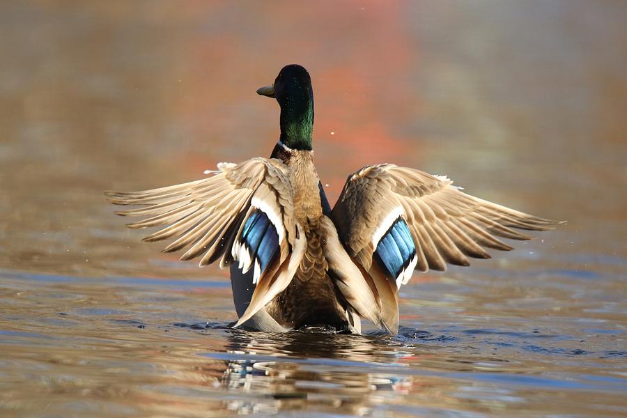 Mallard Duck Flapping His Wings in Winter Photograph by Sue Feldberg ...