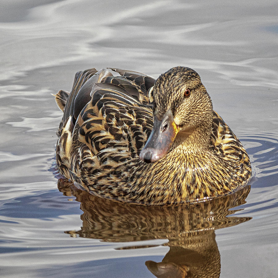 Mallard Duck Hen - Eastern North Carolina Photograph by Bob Decker