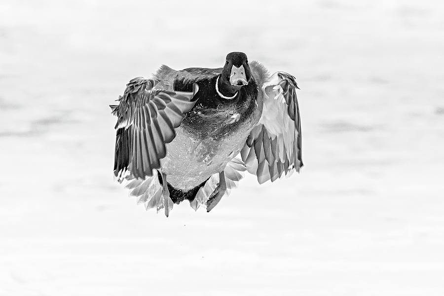 Mallard Duck II BW Photograph by Susan Candelario