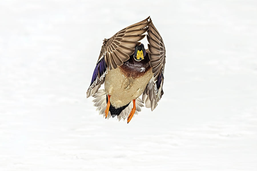 Mallard Duck III Photograph by Susan Candelario