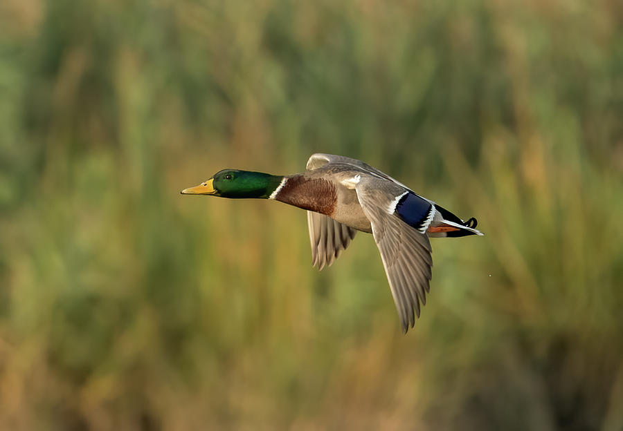 Mallard Duck in flight Photograph by Sam Rino