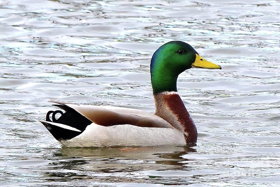 Mallard Duck in Springtime in Iowa #3 Photograph by Scott Mason ...