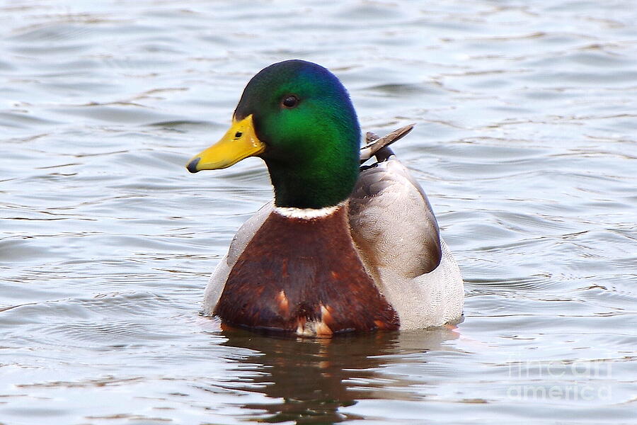 Duck Photograph - Mallard Duck in Springtime in Iowa #7 by Scott Mason Photography